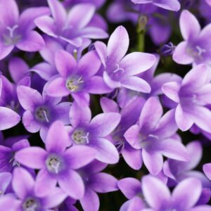 waxmelt-violeta